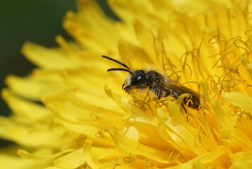 Closeup on a male of the small red-bellied miner bee, Andrena ventralis on a yellow dandelion flower
