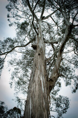 Fototapeta premium humid forest