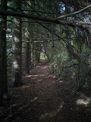 Obraz premium path in the woods