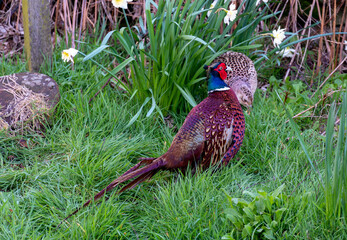 Pheasants, pair of, male and female
