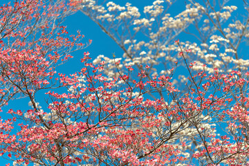 Ivory and Pink Dogwoods Against a Springtime Sky