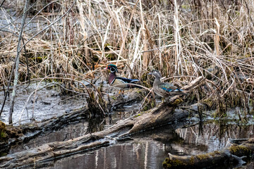 wood ducks standing on logs in creek