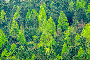 landscape with a mixture of trees near alabama highway 431 in Calhoun County, near Anniston, Alabama, USA