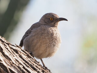 Curve-billed thrasher bird 
