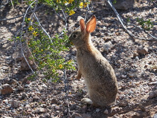 Black-tailed Jackrabbit