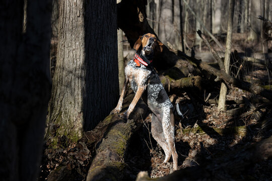 Bluetick hound dog with front legs on a tree branch.