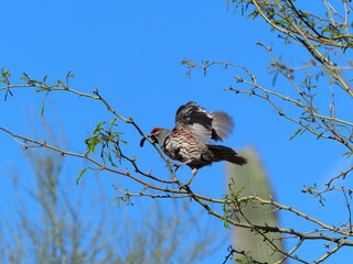 Gambel's Quail in Arizona