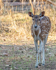 A Spotted Dear looking into the Camera