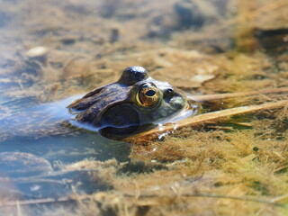 Bullfrog in shallow water