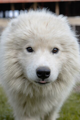 close up of white dog