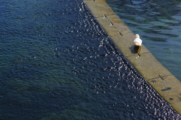 white bird on cement barrier between two ponds (animal graphic resource with copy space)
