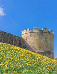 Daffodils and city wall.