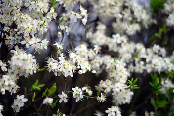 flowers in the forest
