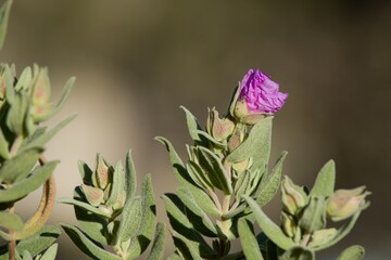 Cistus albidus, jara blanca con capullo de flor y bonito bokeh