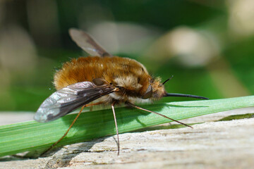 Closeup on the Dark-bordered bee fly, Bombylius major , a parasite on mining bees with very long proboscis and dark patches on wings