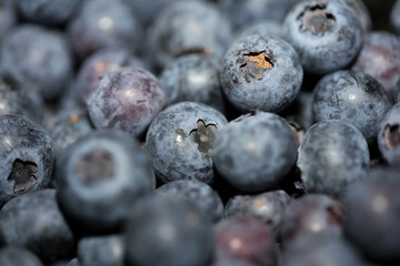Fresh blueberries background top view concept of healthy and dieting eating big size high quality botanical prints vaccinium corymbosum family ericaceae