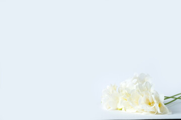 beautiful white flowers on a white background