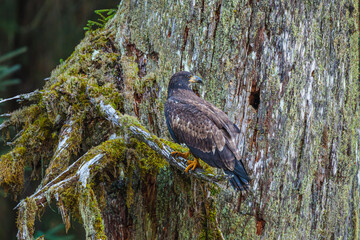 Juvenile Bald Eagle (Haliaeetus leucocephalus) perched on branch of dead tree

