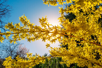A close up of a yellow forsythia tree