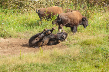 Wood Bison bull (Bison bison athabascae) taking a dust bath in a forest in northern British Columbia