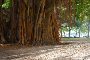 banyan Tree early morning sun St. Petersburg, FL low angle view of ground and tree trunk. With...