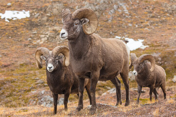 Bighorn sheep (Ovis canadensis): group of three rams on an Alpine meadow in autumn colors