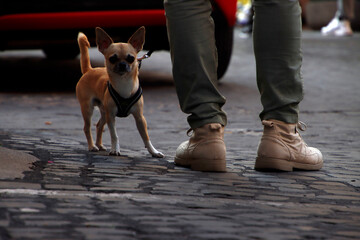 dog on the street