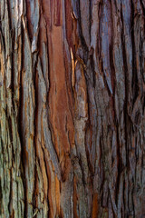 The bark of a tree is very dark and has a thin layer of bark.