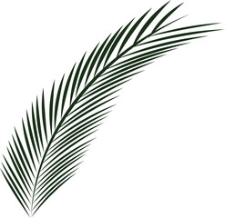 Coconut leaf