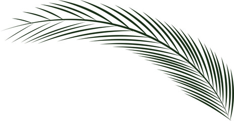 Palm tree leaf