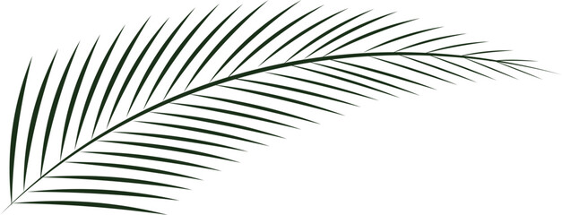 Palm tree leaf