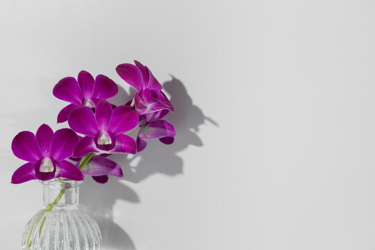 Sprig of purple orchid in vase on white background, free copy space, horizontal photo. Display on wall of dark shadow of flower silhouette. Orchidaceae, beautiful bloom, minimalism, home decoration.