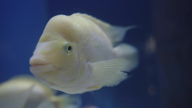 A white and yellow fish Amphilophus citrinellus looks at me in a blue aquarium. close-up.