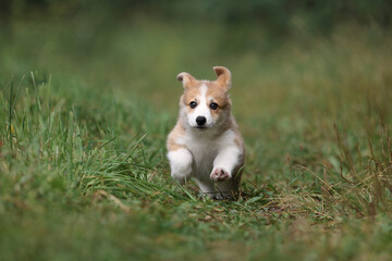 Little funny welsh corgi pembroke puppy runs on the grass