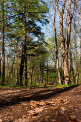 A trail in the woods with the sun shining through the trees.