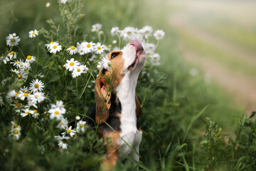 Cute beagle puppy in daisies