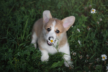 Cute little welsh corgi pembroke puppy with chamomile flower