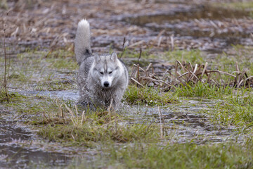 Husky Siberian dog (or wolf) playing in the water while moving. © NikiforPix