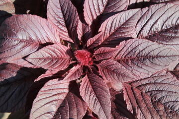 amaranth beautiful plant, healthy food