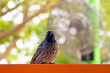 Curious bird posing on a red railing against the backdrop of foliage