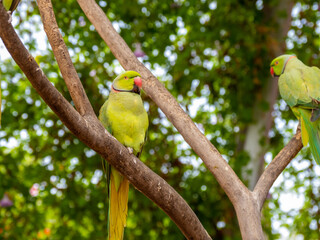 A pair of green parrots on the branches of a tree against a background of green foliage