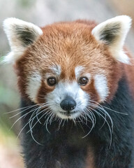Portrait d'un panda roux