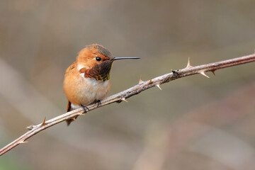 Male Rufous Hummingbird