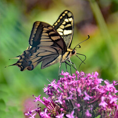 Un superbe papillon multicolore posé sur une fleur mauve