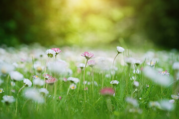 Daisy flowers meadow background. Spring background. Copy space. Soft focus 