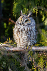 Long eared Owl