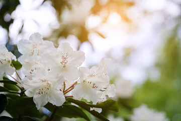 Blossoming white rhododendron branch background. Spring background. Copy space. Soft focus 