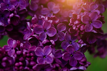 Blossoming lilac tree branch background. Spring background. Copy space. Soft focus	