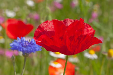 red poppy on meadow at summer