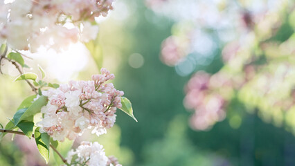 Blossoming lilac tree branch background. Spring background. Copy space. Soft focus	